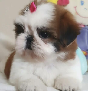 Copper – Lively Dark Brown and White Shih Tzu Puppy