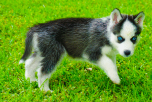 Dude - Siberian Husky puppy