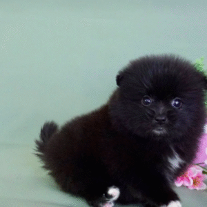 Dude – Playful Teacup Pomeranian Puppy