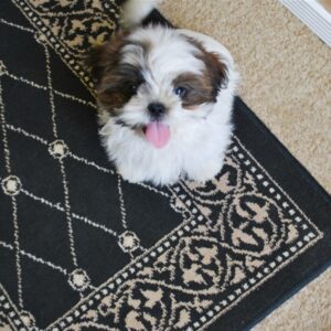 Dude – Playful Brown and White Shih Tzu Puppy