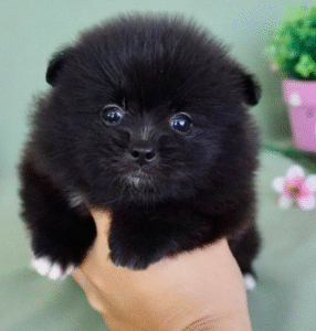 Dude – Playful Teacup Pomeranian Puppy