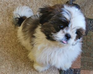 Dude – Playful Brown and White Shih Tzu Puppy