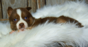 Max - Siberian Husky puppy – Full of Energy