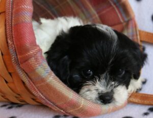 Max – Charming Black and White Shih Tzu Puppy