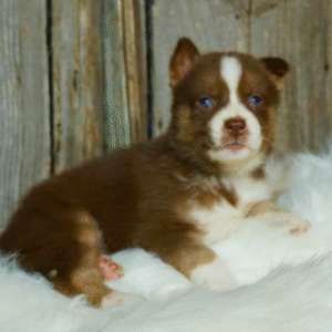 Max - Siberian Husky puppy – Full of Energy