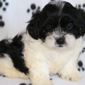 Max – Charming Black and White Shih Tzu Puppy
