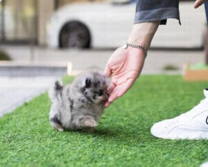 Max – Charming Teacup Pomeranian Puppy