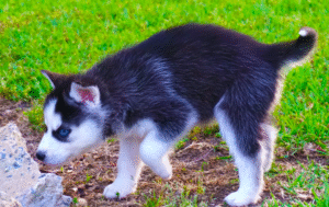 Nova - Siberian Husky puppy – Stunning
