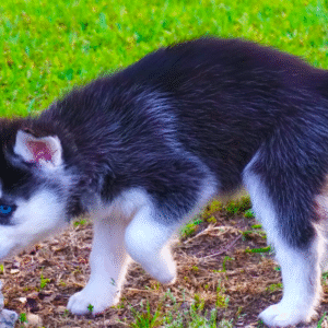 Nova - Siberian Husky puppy – Stunning