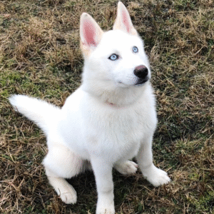 Riley - Siberian Husky puppy – Ready to Play