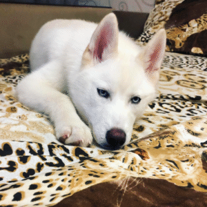 Riley - Siberian Husky puppy – Ready to Play