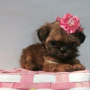 Sophia – Sweet All-Brown Shih Tzu Puppy with Black Mouth