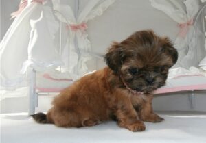 Sophia – Sweet All-Brown Shih Tzu Puppy with Black Mouth