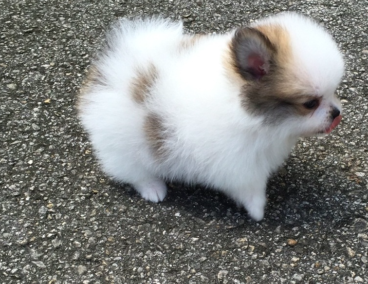 Sophia – Sweet Teacup Pomeranian Puppy Sophia – Sweet Teacup Pomeranian Puppy