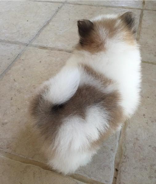 Sophia – Sweet Teacup Pomeranian Puppy Sophia – Sweet Teacup Pomeranian Puppy