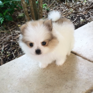 Sophia – Sweet Teacup Pomeranian Puppy