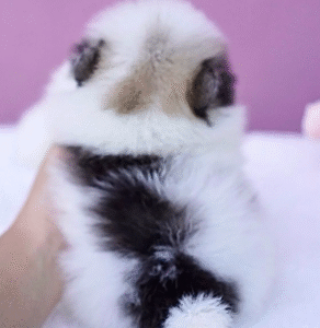 Teddy – Playful Teacup Pomeranian Puppy