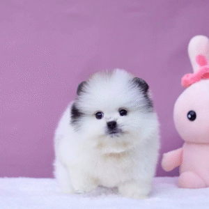 Teddy – Playful Teacup Pomeranian Puppy
