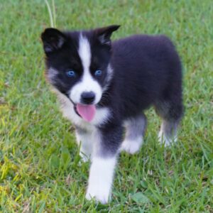 Baxter - Male Siberian Husky Puppies