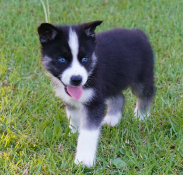 Baxter - Male Siberian Husky Puppies