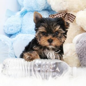 Bella - Sweet Teacup Yorkie Puppy with a loving heart