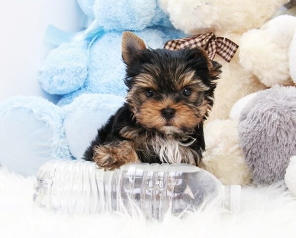 Bella - Sweet Teacup Yorkie Puppy with a loving heart