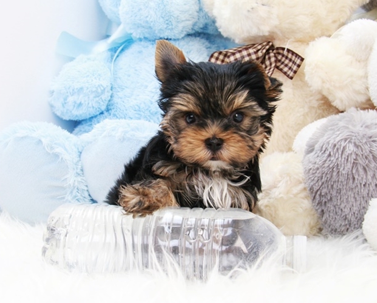Bella - Sweet Teacup Yorkie Puppy with a loving heart