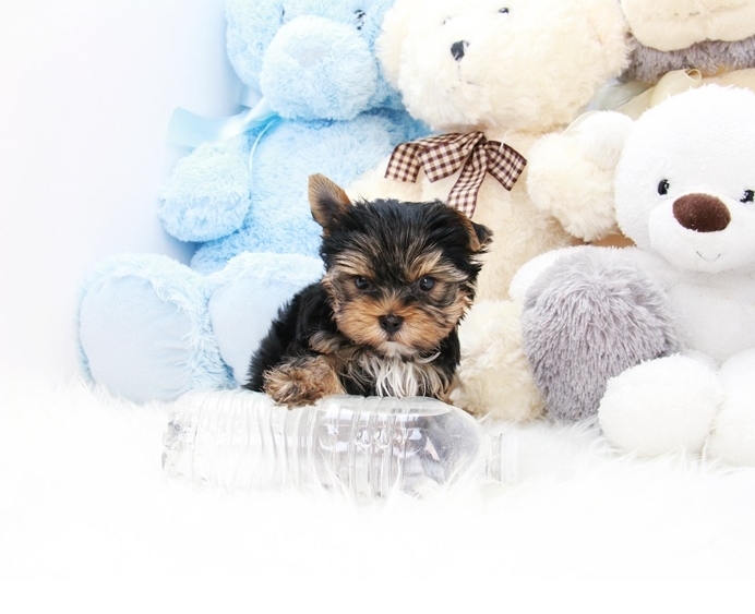 Bella - Sweet Teacup Yorkie Puppy with a loving heart