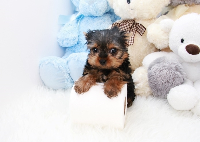 Bella - Sweet Teacup Yorkie Puppy with a loving heart