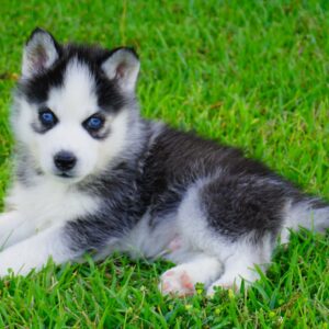 Bella - Female Siberian Husky Puppies
