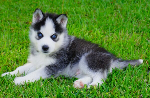 Bella - Female Siberian Husky Puppies