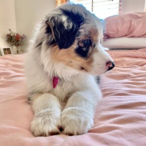 Blake - Male Aussie Puppies