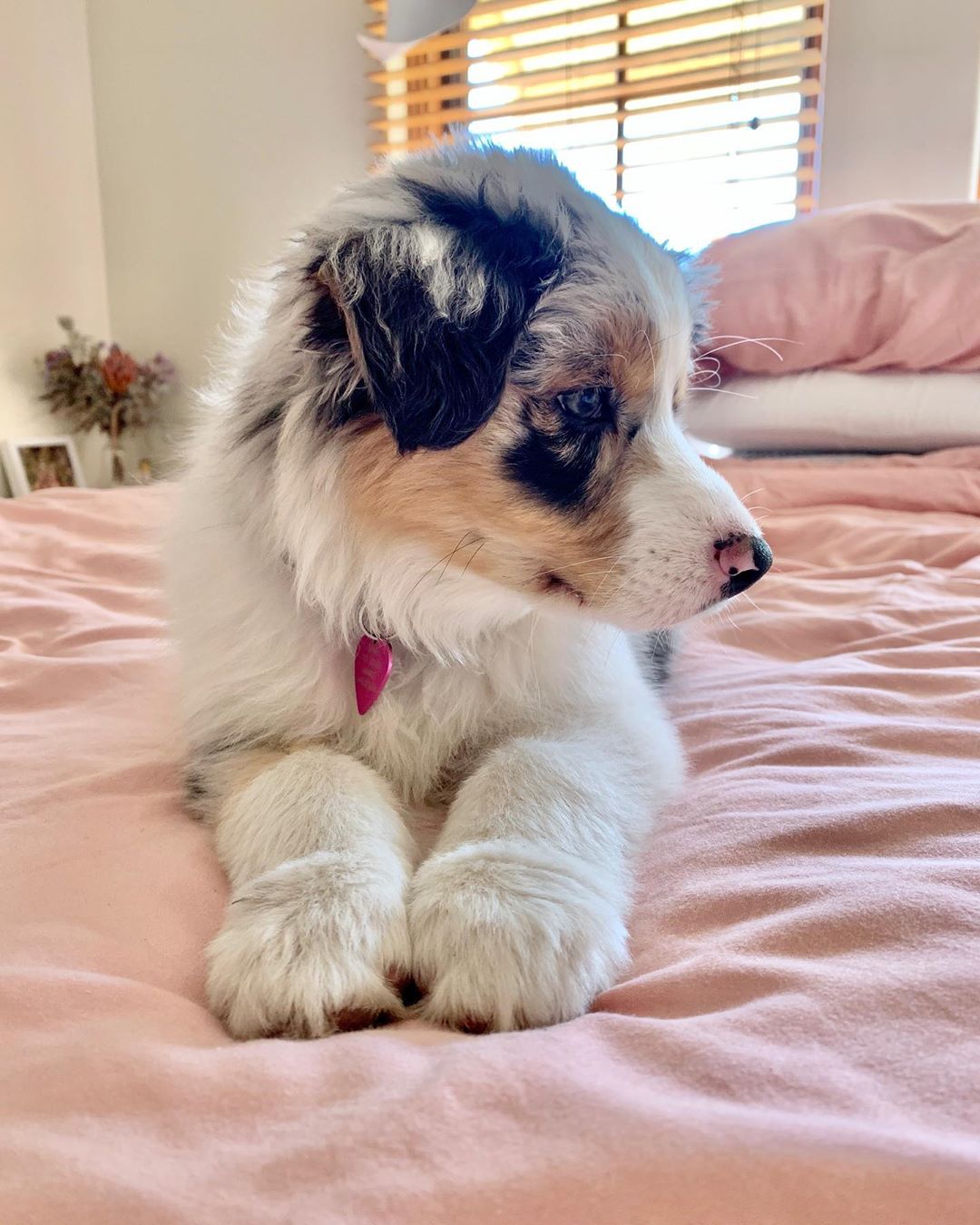 Blake - Male Aussie Puppies