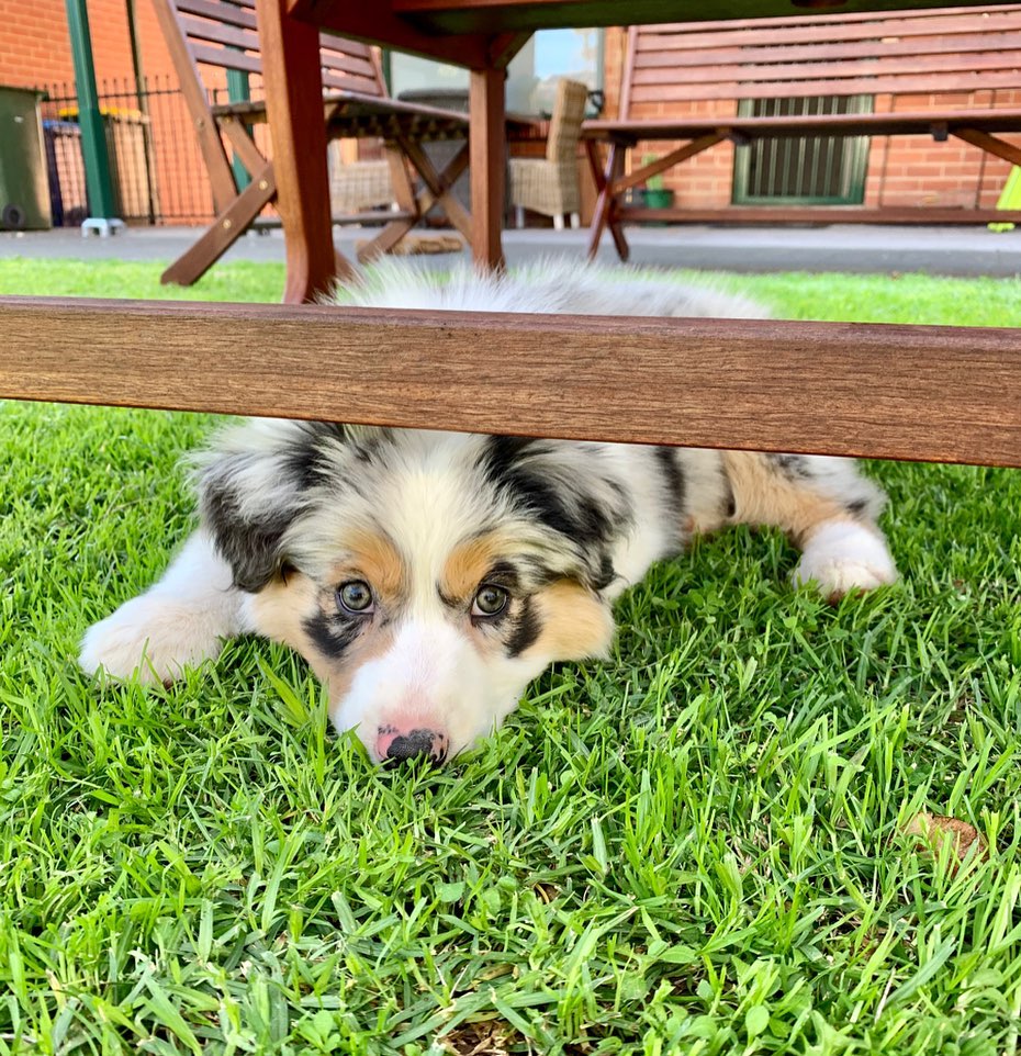 Blake - Male Aussie Puppies