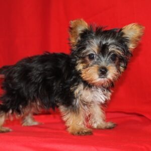 Teacup Yorkie Puppy