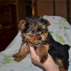 teacup Yorkshire Terrier puppy