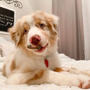 Cooper - Male Aussie Puppies