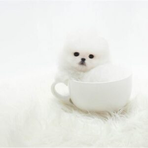 teacup Pomeranian