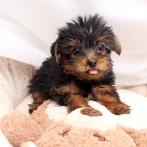Teacup yorkie puppy