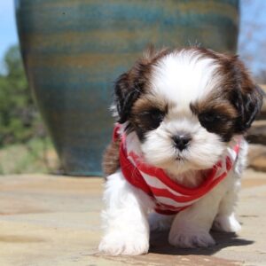 Dude - Male Shih Tzu Puppies