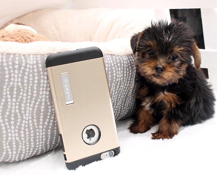 Teacup yorkie puppy
