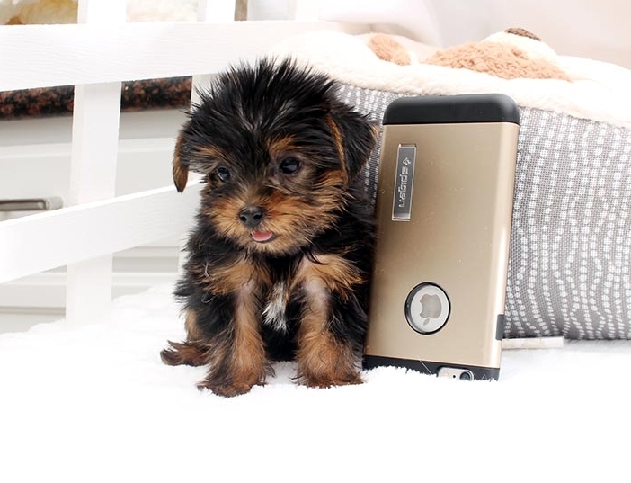 Teacup yorkie puppy