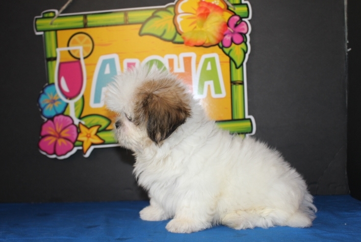 Ellie - Female Shih Tzu Puppies