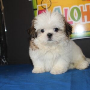 Ellie - Female Shih Tzu Puppies