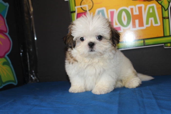 Ellie - Female Shih Tzu Puppies