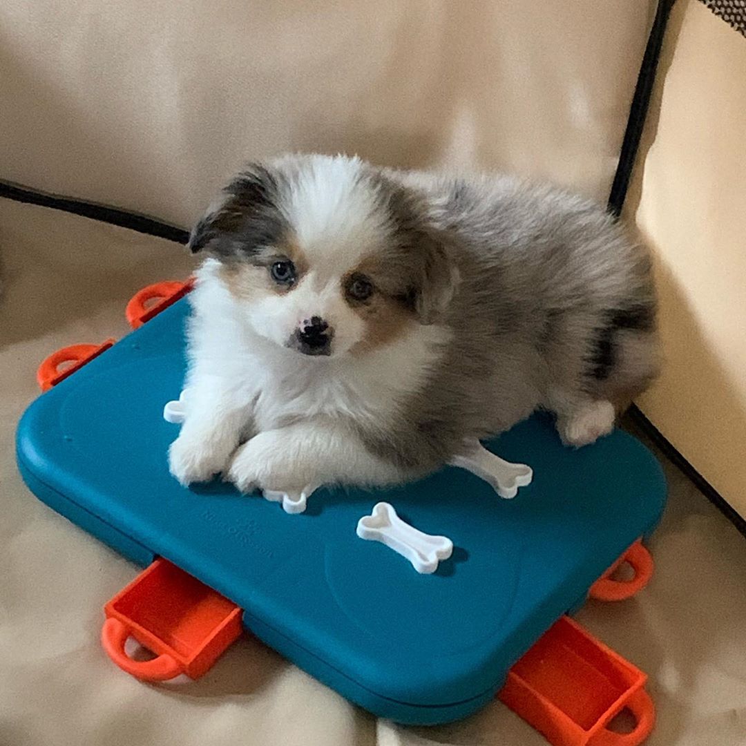 Grace - Female Aussie Puppies