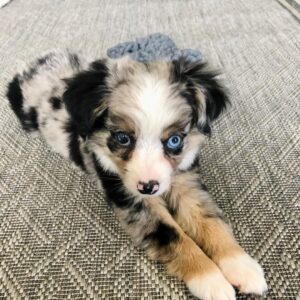 Hennessy - Female Australian Shepherd puppy