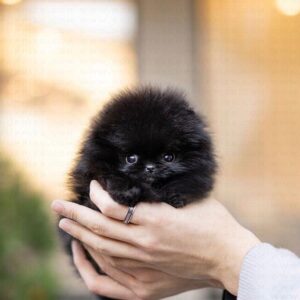 Max - Charming Teacup Pomeranian Puppy Male