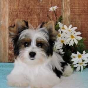 Jim- adorable Biewer Yorkshire Terrier puppy