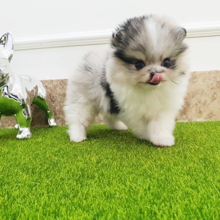 Leo - Teacup Pomeranian Puppy